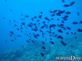 foto de buceo