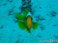 foto de buceo