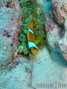 foto de buceo