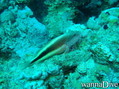 foto de buceo