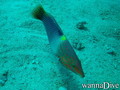 foto de buceo