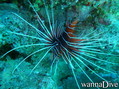 foto de buceo