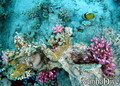foto de buceo