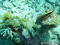 foto de buceo