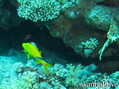 foto de buceo