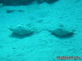 foto de buceo