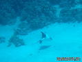 foto de buceo