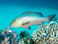 foto de buceo