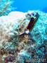 foto de buceo
