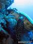 foto de buceo
