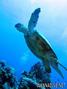 foto de buceo