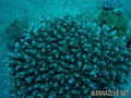 foto de buceo