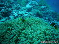 foto de buceo