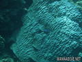 foto de buceo