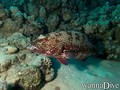 foto de buceo