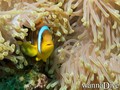 foto de buceo