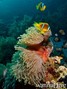 foto de buceo