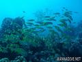 foto de buceo