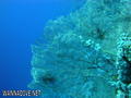foto de buceo