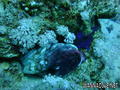 foto de buceo