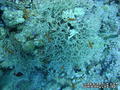foto de buceo