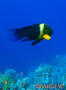 foto de buceo
