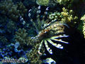 foto de buceo