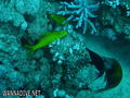 foto de buceo