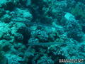 foto de buceo