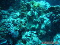 foto de buceo