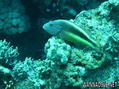 foto de buceo