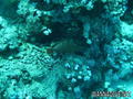 foto de buceo