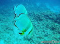 foto de buceo
