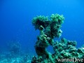 foto de buceo