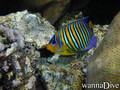 foto de buceo