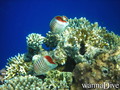 foto de buceo