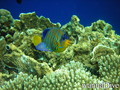 foto de buceo
