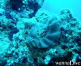 foto de buceo
