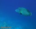 foto de buceo