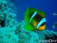 foto de buceo
