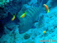 foto de buceo