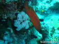 foto de buceo