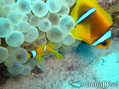 foto de buceo
