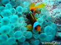 foto de buceo