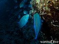 foto de buceo