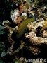 foto de buceo