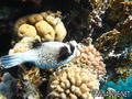 foto de buceo