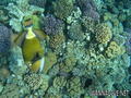 foto de buceo