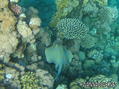 foto de buceo