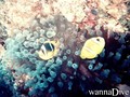 foto de buceo